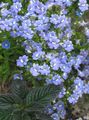 Bahçe Çiçekleri Pelerin Mücevherleri, Nemesia açık mavi fotoğraf