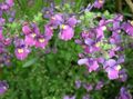 Garden Flowers Cape Jewels, Nemesia lilac Photo