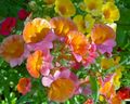 Garden Flowers Cape Jewels, Nemesia orange Photo