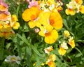 Gartenblumen Kap Juwelen, Nemesia gelb Foto