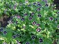 Garden Flowers Nemophila, Baby Blue-eyes black Photo