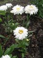 blanc Fleur Marguerite, Marguerite De Shasta, Domaine Marguerite, Daisy Lune Photo et les caractéristiques