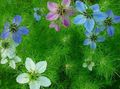 azul claro Flor Love-In-A-Mist Foto y características