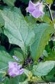 les fleurs du jardin Shoofly Plante, Pomme Du Pérou, Nicandra physaloides lilas Photo