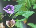 lila Blume Shoofly Pflanze, Apfel Von Peru Foto und Merkmale