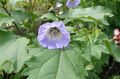light blue Flower Shoofly Plant, Apple of Peru Photo and characteristics