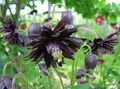 Gartenblumen Akelei Flabellata, Europäische Akelei, Aquilegia schwarz Foto