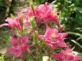 Gartenblumen Akelei Flabellata, Europäische Akelei, Aquilegia rosa Foto