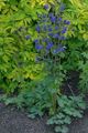Garden Flowers Columbine flabellata, European columbine, Aquilegia blue Photo