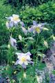 Garden Flowers Columbine flabellata, European columbine, Aquilegia light blue Photo