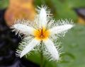 Garden Flowers Floating Heart, Water Fringe, Yellow Water Snowflake, Nymphoides white Photo