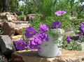 lilas Fleur Flower Cup Photo et les caractéristiques