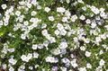  Cup Flower, Nierembergia white Photo