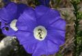blue Flower Nolana Photo and characteristics