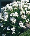 Záhradné kvety Aubrieta, Rock Žerucha biely fotografie