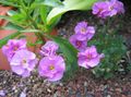 Gartenblumen Aubrieta, Felskresse rosa Foto