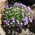lilac Flower Aubrieta, Rock Cress Photo and characteristics