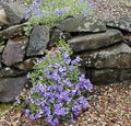 Garden Flowers Aubrieta, Rock Cress light blue Photo