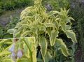 Hage blomster Comfrey, Symphytum lyse blå Bilde