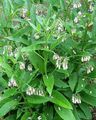 white Flower Comfrey Photo and characteristics