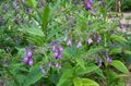 Garden Flowers Comfrey, Symphytum lilac Photo