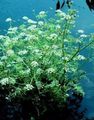 white Flower Water Celery, Water Parsley, Water Dropwort Photo and characteristics