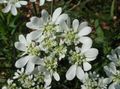 Minoischen Spitze, Weiße Spitze-Blumen, Orlaya weiß Foto