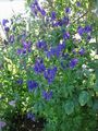 Бақша Гүлдер Аконита Napellus, Aconitum көк Фото