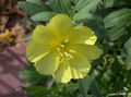 jaune Fleur Renoncule Blanche, Pâle Onagre Photo et les caractéristiques