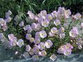 Gartenblumen Nachtkerzen, Oenothera speciosa rosa Foto