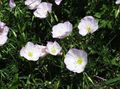 Gartenblumen Nachtkerzen, Oenothera speciosa weiß Foto