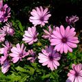 Garden Flowers African Daisy, Cape Daisy, Osteospermum pink Photo