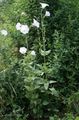 blanc Fleur Ostrowskia Photo et les caractéristiques