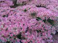 Gartenblumen Showy Fetthenne, Hylotelephium spectabile flieder Foto