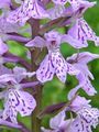 Garden Flowers Marsh Orchid, Spotted Orchid, Dactylorhiza lilac Photo