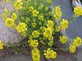 yellow Flower Basket of Gold Photo and characteristics