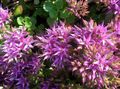 Garden Flowers Stonecrop, Sedum lilac Photo