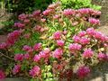 Gartenblumen Mauerpfeffer, Sedum rosa Foto