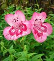 Garden Flowers Foothill Penstemon, Chaparral Penstemon, Bunchleaf Penstemon, Penstemon x hybr, pink Photo
