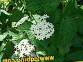  Egyptian star flower, Egyptian Star Cluster, Pentas white Photo