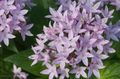 lilac  Egyptian star flower, Egyptian Star Cluster Photo and characteristics