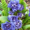 blue Flower Primrose Photo and characteristics
