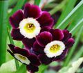 burgundy Flower Primrose Photo and characteristics