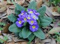 azzurro Fiore Primula foto e caratteristiche