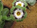 green Flower Primrose Photo and characteristics