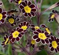 black Flower Primrose Photo and characteristics