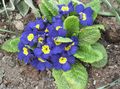 Garden Flowers Primrose, Primula blue Photo