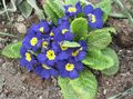 I fiori da giardino Primula blu foto