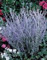 Russian Sage