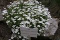 blanc Fleur Thymeleaf Sandwort, Mousse D'irlande, Minuartie Photo et les caractéristiques
